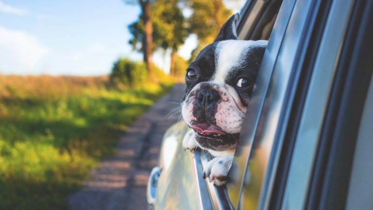 Voiture de location : les critères pour les choisir